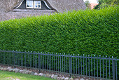 Fast Growing Evergreen Hedge Plants