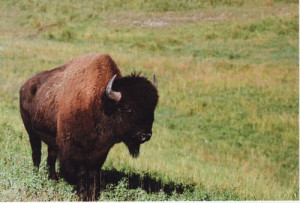 search youtube: guy on a buffalo