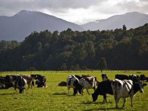 Dairy Farming Quotes New zealand dairy farm