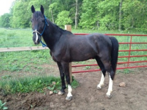... New to gaited horses!) at the Critique My Horse forum - Horse Forums