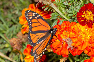Photo Friday Butterfly And Marigolds