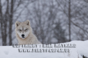Arctic Wolf Pup Snow Image