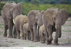 African Elephants Walking in Line