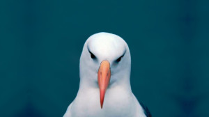 Seagulls Flight Wallpapers