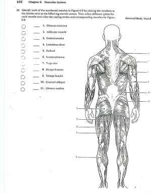 Teachers Anatomy Coloring Pages Printable Maps Stone