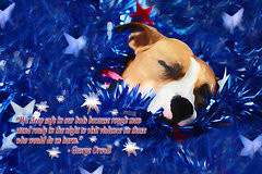 ... - Cradled by a Blanket of Stars and Stripes - Quote by Shelley Neff
