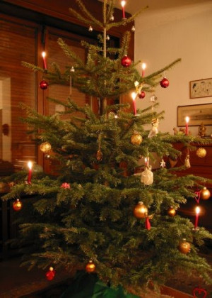 ... christmas tree christmas tree 2008 1 american christmas tree christmas