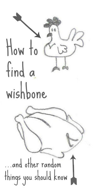 The wishbone is kind of like a collarbone. It sits right under the ...