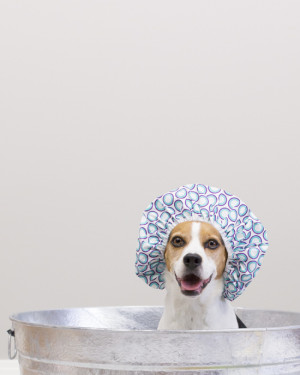 Dog Bath Tips How Bathe Bathing Ideas
