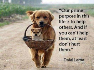 ... can't help them, at least don't hurt them. -Dalai Lama Animal Quotes