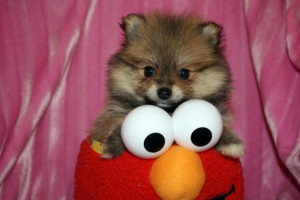 ... for android download , micro teacup pomeranian puppies for sale uk