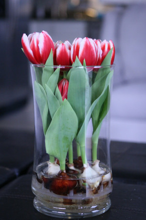 tulips indoors in glass vase in my kitchen.