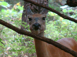 Deer Sayings and What Deer Have Taught Me