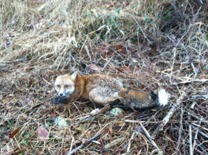 Thread: Fur Trapping 2013/2014 (pics)