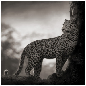 Leopard in Crook of Tree
