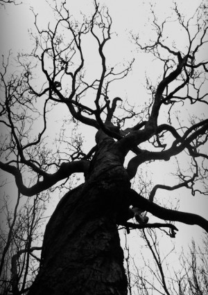 ... -apothecary: This tree reminds me of the evil one from Fern Gully
