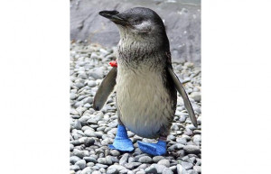 ... penguins were all rescued, injured, from the wilds of the Antarctic