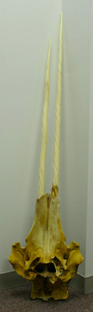 Narwhal Whale Tusk for Sale