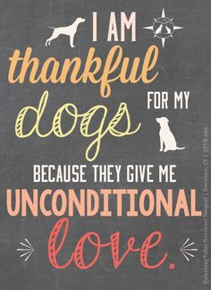 Thankful for your dogs today? We are! www.qvvh.com More