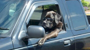 That's one cool dog driving that truck. lol!