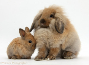 Fluffy Lionhead x Lop rabbit, and cute baby bunny photo - WP38499