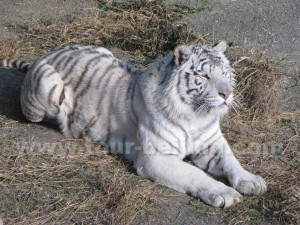 Siberian Tiger Park Harbin