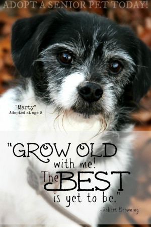 Dog, terrier, senior pet, grey hair, grey muzzle, cute, sweet, quote ...