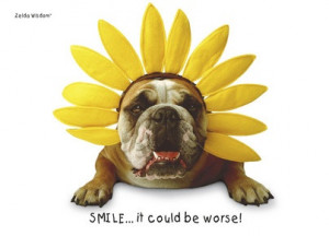 Daffodil Flower Dog Thinking of You Card