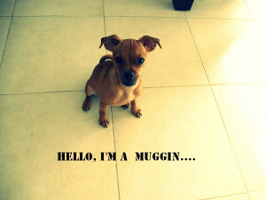 Muggin Dog So damn cute.
