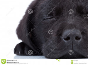 labrador-retriever-sleeping-21362926.jpg