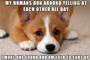 Sad Corgi Meme Doesn’t Understand Why His Voice Is Always Silenced