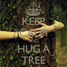 be Calm and Hug a Tree