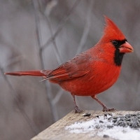 Red Cardinal Bird Meaning