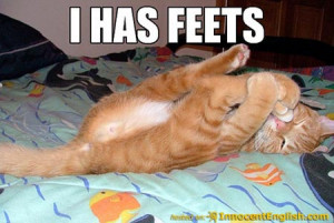 Lolcats 15: Best funny Cat Macros and Captioned Kitten Pictures
