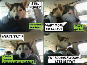 Funny Husky in the car who want to eat. Fat sounds awesome, Let’s ...