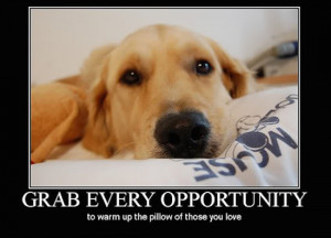 Dog Quotes Love Loyalty From dogs