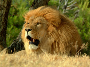 Imagenes : animales leones