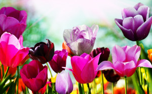 Bild: Tulpen im Frühling wallpapers and stock photos