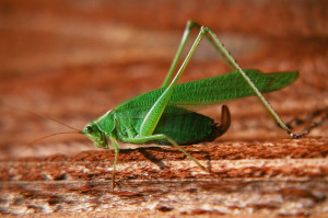 Grasshopper (this guy was a little nervous about me getting so close):