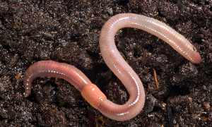 Blendspace | Earthworms In The Garden
