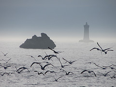 ... ocean sea seagulls lighthouse mist france weather birds fog four
