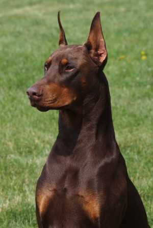 Red Doberman Pincher