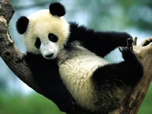 ... funny panda wallpapers funny panda desktop wallpapers funny panda