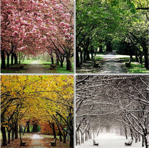 autumn, photos, spring, summer, winter