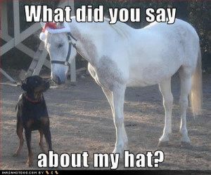 Funny Horse Quotes And Jokes Free funny horse pictures,