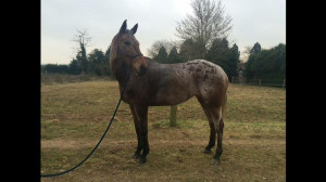 beautiful 16 3hh appaloosa mare
