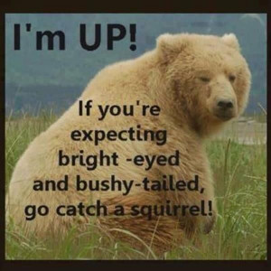 ... , Squirrels, Quotes, Bright Eye, Teddy Bears, Humor, Funny Animal