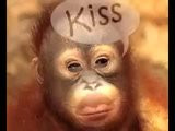 New Naughty Monkey Baby Kiss
