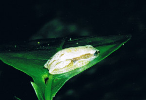 Afrixalus Knysnae Knysna Banana Frog Extremely Endangered Frog Of