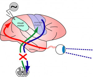 visual cortex brain